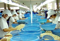 8 thang dau nam 2019  xuat khau dieu khoi sac