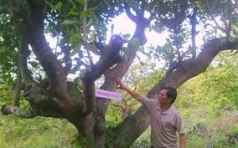 ba ria   vung tau  mua trai mua nguoi trong dieu trang tay