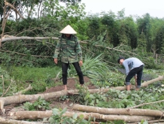 binh phuoc  hang chuc nghin tru tieu dieu cao su gay do do loc xoay
