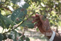 binh phuoc ho tro phuc hoi gan 25 000 ha dieu bi dich benh