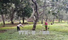 binh phuoc khuyen cao nha nong than trong khi trong giong dieu moi
