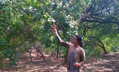 binh phuoc xin vay von oda de  giai cuu     cay dieu