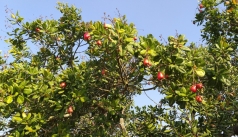 binh thuan  dieu duoc gia mat mua