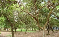 binh thuan  trong tai canh va cai tao giong 12 500 ha dieu