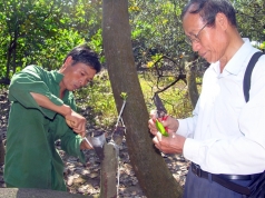 cai tao nhanh vuon dieu