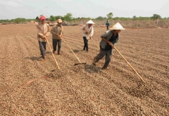 campuchia chau phi dua nhau dua vao viet nam mot loai nong san quan trong  la tro luc giup nuoc ta xuat khau bo xa the gioi gia ngay cang dat do