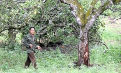 cay ti do cho qua sai luc liu nang suat 3 4 tan ha nho tham canh