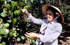 co 2 trieu ha ho tro nguoi trong dieu nhung khong    xac minh duoc thiet hai