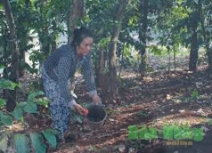 dak nong  diu hiu  mua dieu