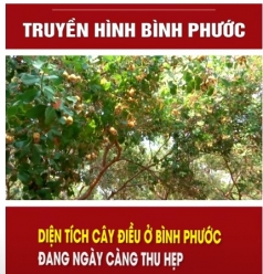 dien tich cay dieu o binh phuoc dang ngay cang thu hep  video clip