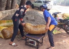 dieu rot gia khien nong dan lo lang