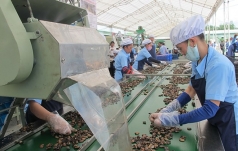 du doan bat ngo ve nganh dieu viet tai hoi thao dot xuat o an do