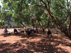 gia lai  lang boong trieu phu