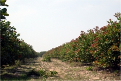 gia lai  vu dieu khoi sac nong dan phan khoi