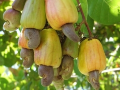 gia tang cao cay dieu o tay nguyen duoc phuc hoi mo rong dien tich