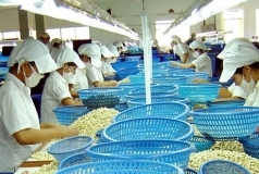 giam  ??ap luc ?? tu thi truong hoa ky nganh dieu viet nam tim co hoi xuat khau moi