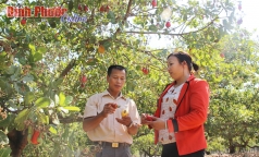 huong di ben vung cho cay dieu