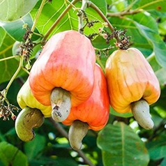 khanh hoa  suc song moi o xa ngheo song cau