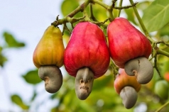 loai hat quen thuoc o viet nam nhung la mon an dat gia o nuoc ngoai