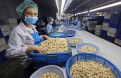 loat ly do khien nganh dieu viet nam lo kho ton tai