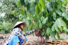 ngan hecta cho canh dong lon ca cao xen dieu