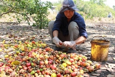 nganh dieu se phai ha muc tieu xuat khau