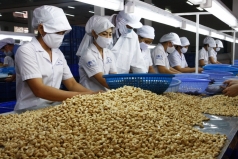 nganh dieu viet nam tim giai phap vuot kho