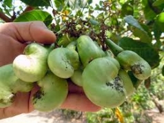 nhuc nho i nan mua ban die u non o binh phuoc