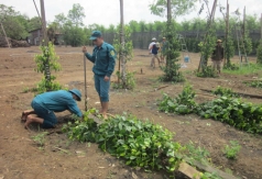 nong dan trong dieu o binh phuoc lao dao vi mat mua