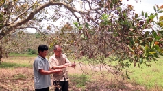som co giai phap khoi phuc   8221 vuon  8221  dieu binh phuoc