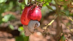tai canh cay dieu o dong nai hoi nong dan xa bu dang giup ho can ngheo tang thu nhap tu chinh vuon cay gia coi