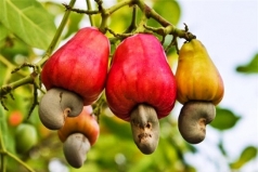 thuong qua dieu oi   bai 1  hat ngoc cua dat troi