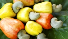 tinh nao cua viet nam co dien tich trong cay dieu lon nhat loai hat bo duong nay dang duoc lam thuong hieu ra sao