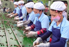 ton tai nhieu rao can o thi truong tieu thu nganh dieu van dat muc tieu xuat khau 4 ti usd trong nam 2020