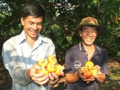 ton vinh nhung nong dan sx kd dieu gioi