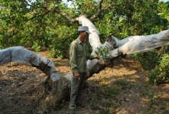 vinacas trien khai du an khuyen nong ghep cai tao vuon dieu giai doan 1