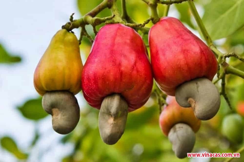 xuat khau nong san tang toc cuoi nam  muon but pha phai vuot   8221 hang rao xanh  8221