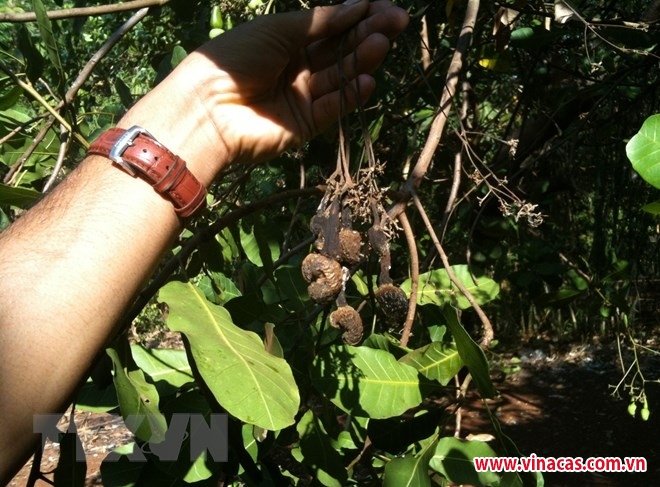 binh thuan  dieu co gia thu mua cao nhung lai bi mat mua