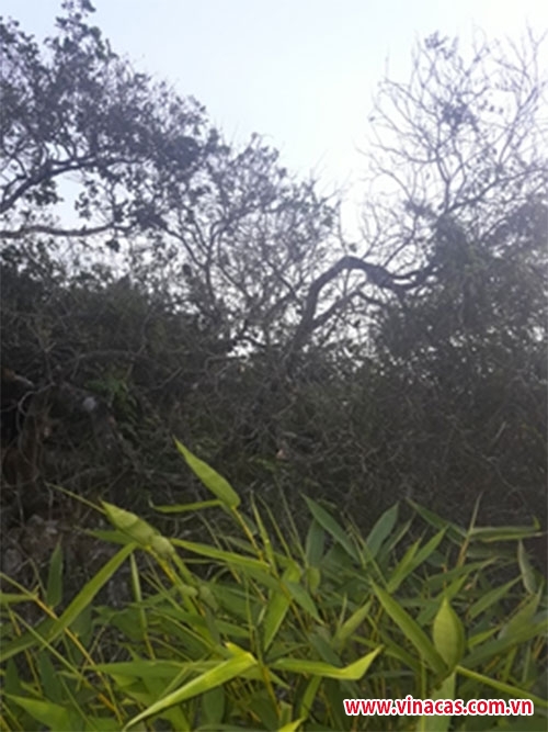 binh thuan  mua dieu ?? mat trang