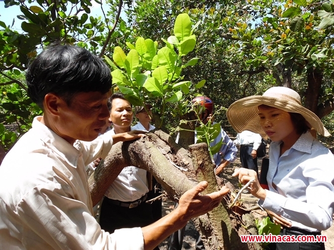 vinacas trien khai du an khuyen nong ghep cai tao vuon dieu giai doan 1