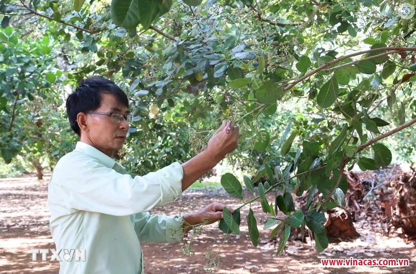 ba ria vung tau  gia dieu cao nhung nong dan kem vui vi nang suat giam manh