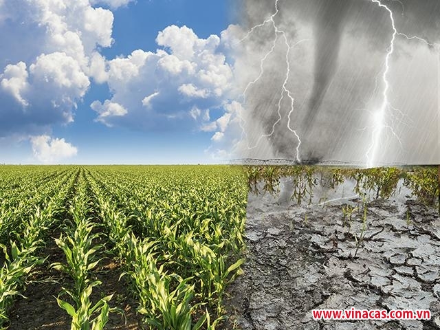 nam 2026 nang nong den som keo dai gay gat hon