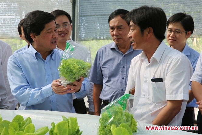 giong la yeu to hang dau de cay dieu phat trien ben vung