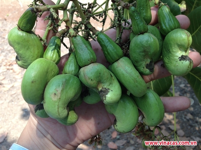 nhung dich benh hai can chu y trong tuan  tu 9  ?? 15 1