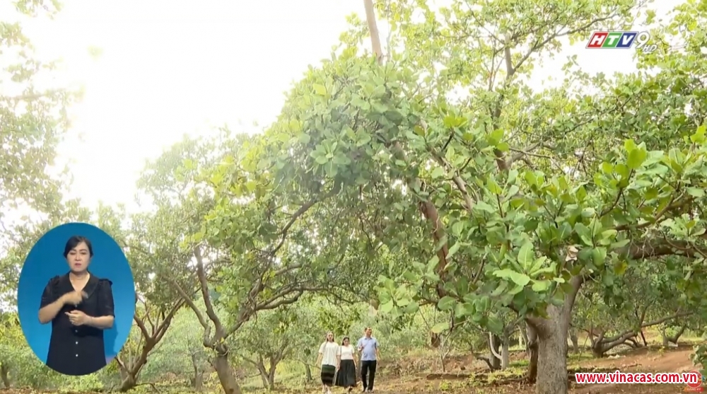 nang cao sinh ke va bao ton nghe san xuat dieu cho nguoi dan toc s  8217 tieng