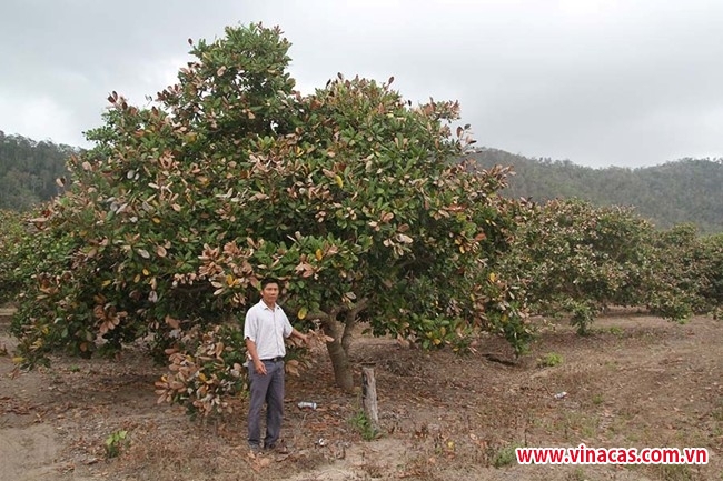 krong pa  gia lai   nong dan trong dieu dieu dung vi sau benh