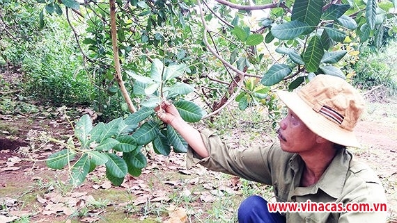 nong dan trong dieu o binh phuoc lao dao vi mat mua