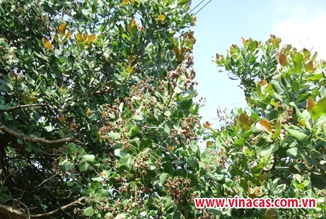 cac tinh tay nguyen mat mua dieu vi chuyen doi cay trong
