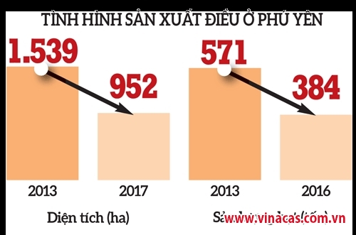 cay ti do gap kho vi dien tich giam nhanh