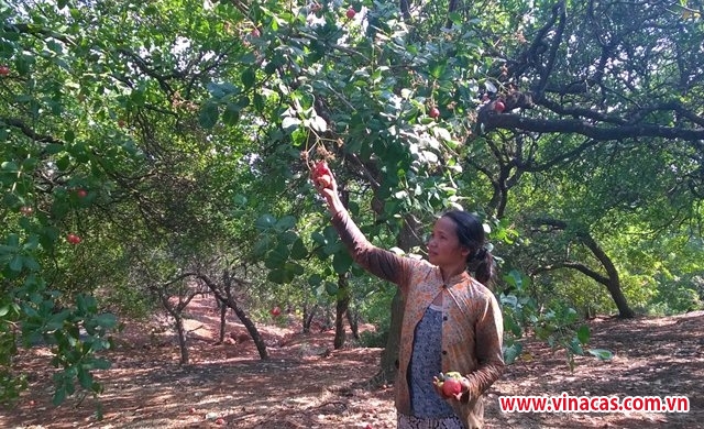 binh phuoc xin vay von oda de  ??giai cuu ??    cay dieu